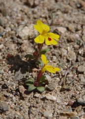 Erythranthe carsonensis