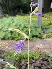 Hosta venusta
