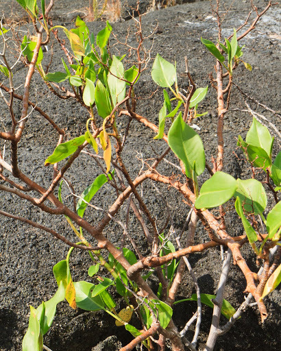 Rumex giganteus