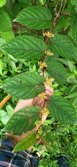 Cissus discolor