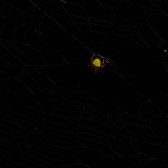 Araneus viridiventris