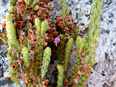 Erica nervata