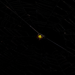 Araneus viridiventris