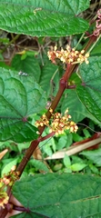 Cissus discolor