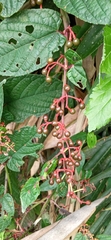 Cissus discolor