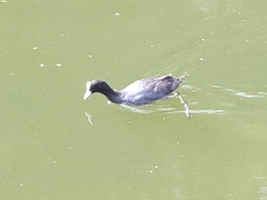 Fulica atra