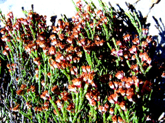 Erica nervata