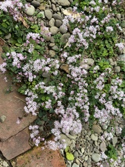 Thalictrum kiusianum
