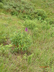 Dissotis princeps