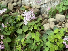 Thalictrum kiusianum