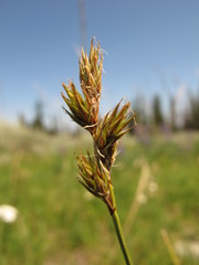 Carex phaeocephala