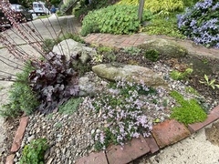 Thalictrum kiusianum