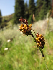 Carex raynoldsii