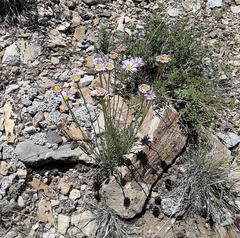 Erigeron argentatus