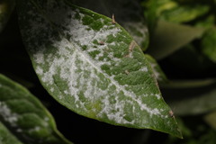 Golovinomyces magnicellulatus