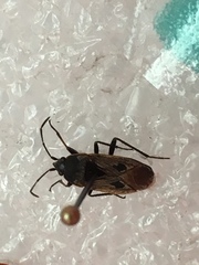 Rhyparochromus vulgaris