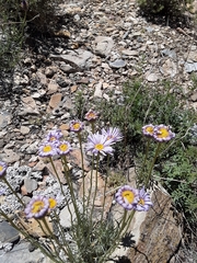 Erigeron argentatus