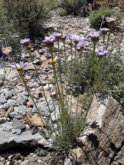 Erigeron argentatus