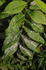 Golovinomyces magnicellulatus