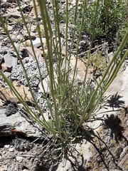 Erigeron argentatus