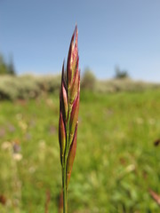 Danthonia intermedia