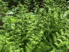 Athyrium distentifolium