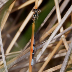 Argia bipunctulata
