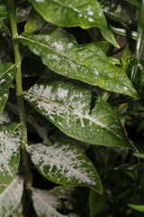 Golovinomyces magnicellulatus