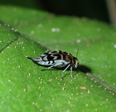 Glipa malaccana
