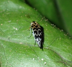 Glipa malaccana