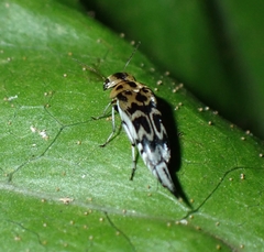 Glipa malaccana