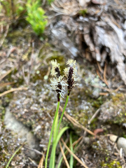 Carex concinnoides