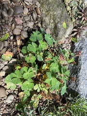 Aquilegia flabellata pumila