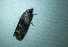 Sciota subcaesiella