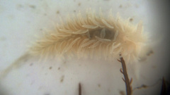 Aeolidia