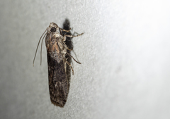 Sciota subcaesiella