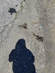 Malaclemys terrapin terrapin