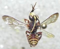 Nomada articulata