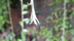 Tarlmounia elliptica