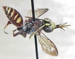 Nomada articulata