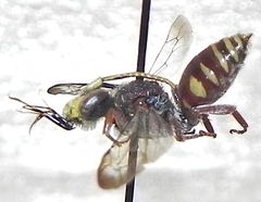 Nomada articulata