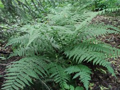 Athyrium filix-femina