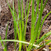Machaerina angustifolia - Photo (c) DavidR.808, algunos derechos reservados (CC BY-NC), subido por DavidR.808