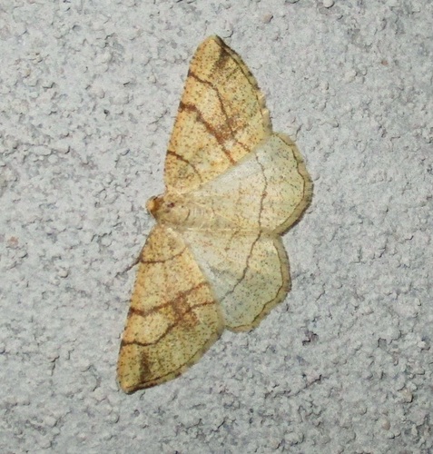 Adactylotis contaminaria