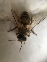 Apis mellifera