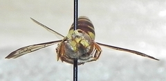 Nomada articulata