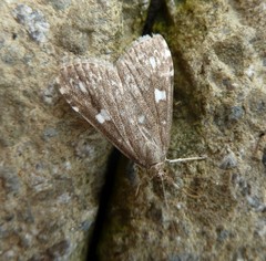 Udea olivalis