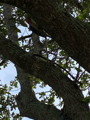 Melanerpes carolinus image