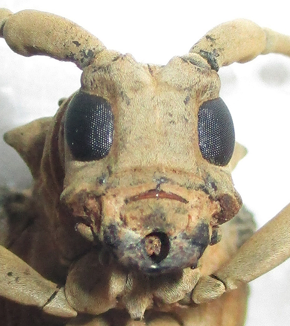 Phryneta semirasa