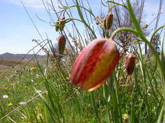 Fritillaria montana
